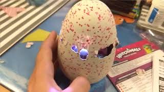 Hatchimals - Rebeka