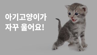 아기고양이가 우는 이유는 배가 고픈걸까요?