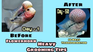 Flowerhorn Heavy Grooming Tips | 100% secret Tips | Aquapets & Farm