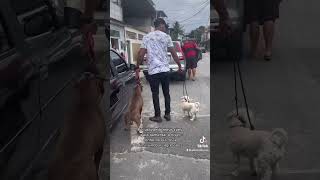 Pitbull agressivo com outros animais #shorts