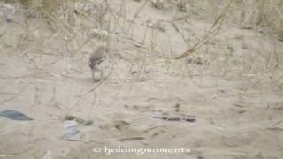 Snow Buntings Gronant sand dunes