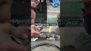 kelaparan di kebun menikmati ubi bakar #shorts