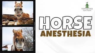 Dr. Liberty Getman Talks Horse Anesthesia