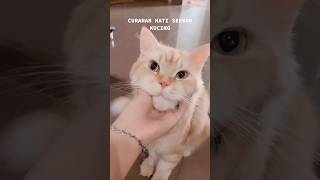 Curhatan isi hati si kucing #Cats #Viral #Shorts