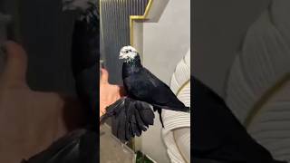 Pigeon video shorts #bird #nafeespigeon #viralvideos #shortsviral #pigeon