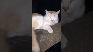 #cute #cat #catlover #catvideos #funny #cats #funnyvideo #funnyshorts #video #shorts #short #videos