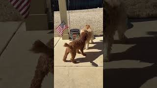 DOODLE DOGGIE TALES- Part 66 “Baddest Brother on the Block”#shortvideo #shortsfeed #shorts #dogs