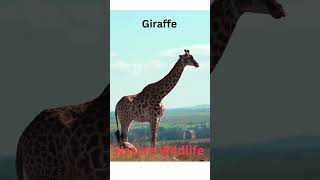 Giraffe #animals