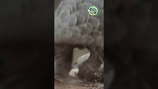 Pangolin #catchandfeastcrew #wildlife #endangeredspecies