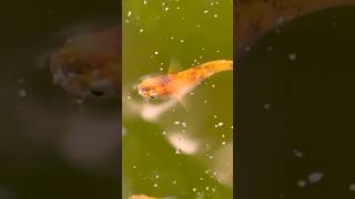 Killifish Catching their food 【餌を捕まえるメダカ】#killifish#メダカ#food#smallfish#viral#shorts