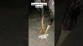 Pemberian Pakan Ayam Bangkok Agar Mak Tebal dan Bobot Tinggi || Kandang Ontang Anting