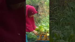 beautiful nature with rural Life #reels #shorts #viral #rurallife