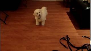 Cute Bichon Puppy Tilts Head