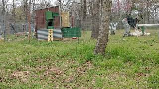 Man Stalked By 31 Chickens. Funny!!!