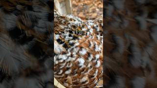 Poule pekin porcelaine anciennement millefleurs