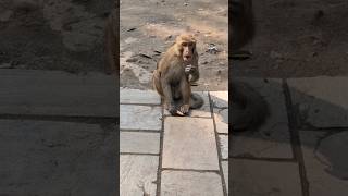 Furious Monkey