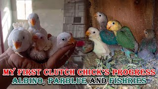 MY LOVE BIRDS MUTATION CHICK'S PROGRESS 2022 #albinoredeyes AND #parblueino | AA BIRDS INFORMATION