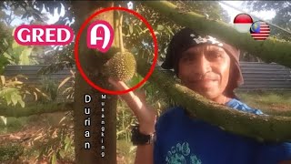 CARA TAHU UKURAN & BENTUK BUAH DURIAN MUSANGKING GRED ( A ) PADA POHON DURIAN UMUR TIGA TAHUN.