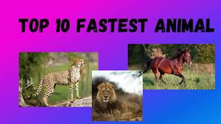 TOP 10 Fastest land animal in the world