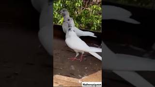 #pigeon #bird #kabutar #viralvideos #shortsviral #nafeespigeon #shorts