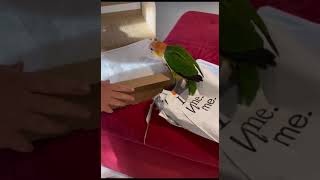 Lovely and Smart Parrot | amazing parrot