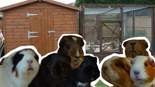 Guinea Pig Home Tour | January 2017