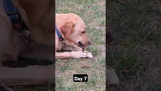 Day 7 until my dog gets 1k subscribers