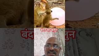 बंदर ओर बलुन🐒#shorts #youtubeshorts #Vipul #trending #funny #monkey #bandar#balloon