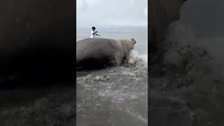 elefante marino es captado en la costa pacifica