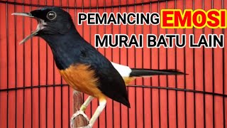 Murai Batu Pemancing Emosi,Ampuh Memancing Emosi Murai Batu Macet Dan Malas Bunyi‼