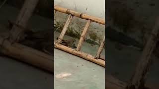 चिड़िया और साँप की लड़ाई,देखो कौन हारा कौन जीता#animal #shorts