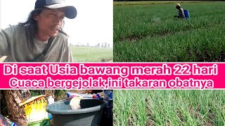 bawang merah di usia 22 hari,cuaca tidak stabil,tindakan yang harus kita lakukan