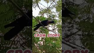 Crow story | Thirsty Crow | #crow #crowstory