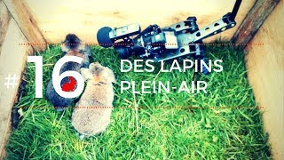 DES LAPINS PLEIN-AIR │LFDT #16