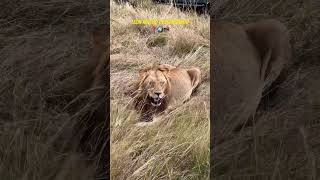 Fue increíble tener al rey de la sabana tan de cerca #short #wild #wildlife #lion #travel #shorts