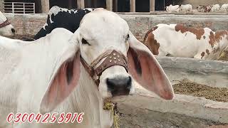 سیمن والی گائے اور بچے فارم پر کس طرح رکھے جاتے ہیں How the heifers and calves are kept on the farm