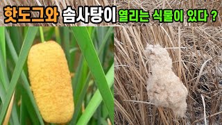 핫도그와 솜사탕이 열리는 식물이 있다?