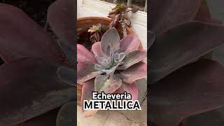 Echeveria METALLICA (Mahón,Menorca 🇪🇸)