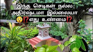 இது உண்மையா?இந்த செடி நல்ல அதிர்ஷ்டத்தை தருகிறதா?‼️ மிஸ் பண்ணாம பாருங்க💯👍