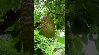 Ready to be Squeezed 🤤 #jamaica #juice #jamaican #soursop