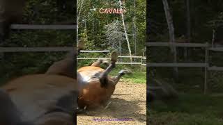 La Magia dell'Alba:Il Cavallo che Illumina il Presente #cavalli #animali #alba #presente #carpediem