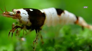 Black Bee Dwarf Shrimp Looks For Food On Green Grass