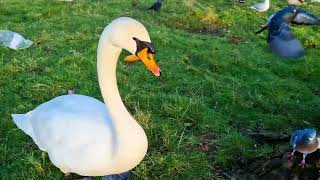 Trying to feed swans but it turns into chaos