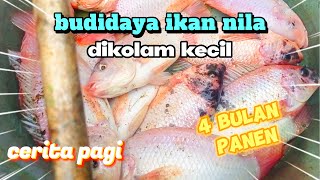 budidaya ikan nila dikolam terpal selalu untung dengan fcr 99%