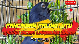 PANCINGAN MURAI BATU PALING JITU PALING DICARI JAMIN GACOR ❗