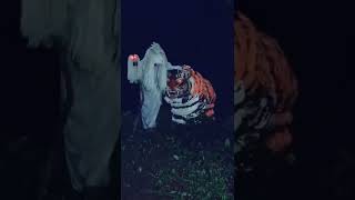 #SHORTS MACAN MACANAN||NENEK LAMPIR singo raung