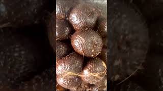 Salak Pondoh fres #shorts