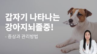 갑자기 찾아오는 질환, 강아지뇌졸중 증상과 대처법은?