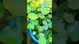 Wow  #penny wort//#Hydrocotyle//#water_plant//#shorts