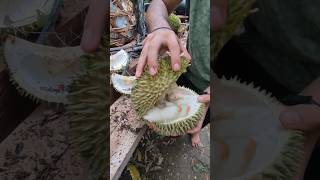 durian lokal asli dari pedalaman hutan #durian #durianhutan